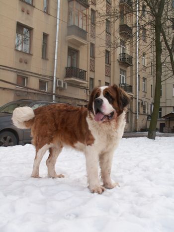 Сенбернар Сенбернар
